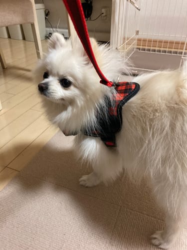 Customer photo review of 【プレミアム版】FunFunPet 高機能ハーネス （お名前タグ作成サービス付き）