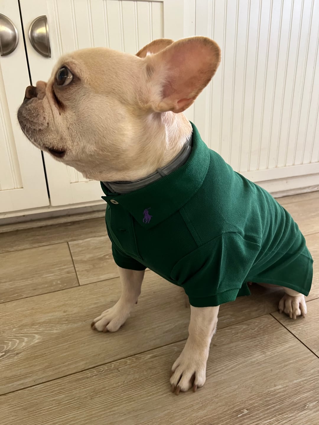 Customer photo review of Polo Ralph Lauren Cotton-Mesh Dog Polo Shirt