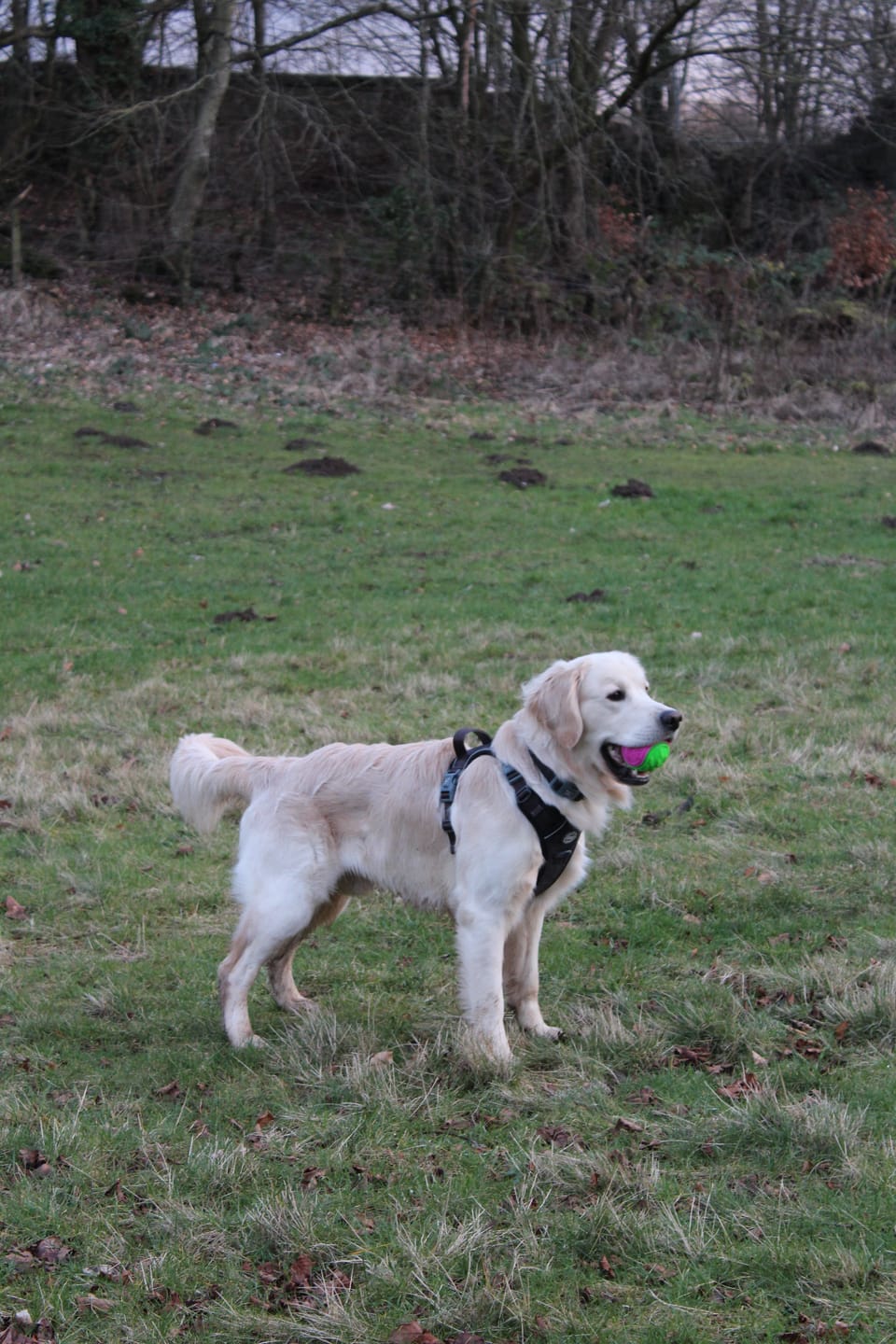Customer photo review of Trail & Glow Tweed Dog Harness - Colour Drops - Charcoal Tweed