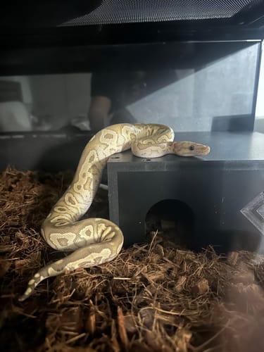 Customer photo review of BlackBox Hides Medium 9x9x4"