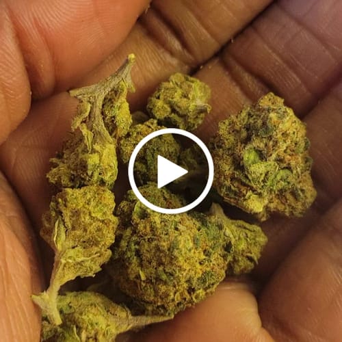 Customer video review of Greenhouse Smalls