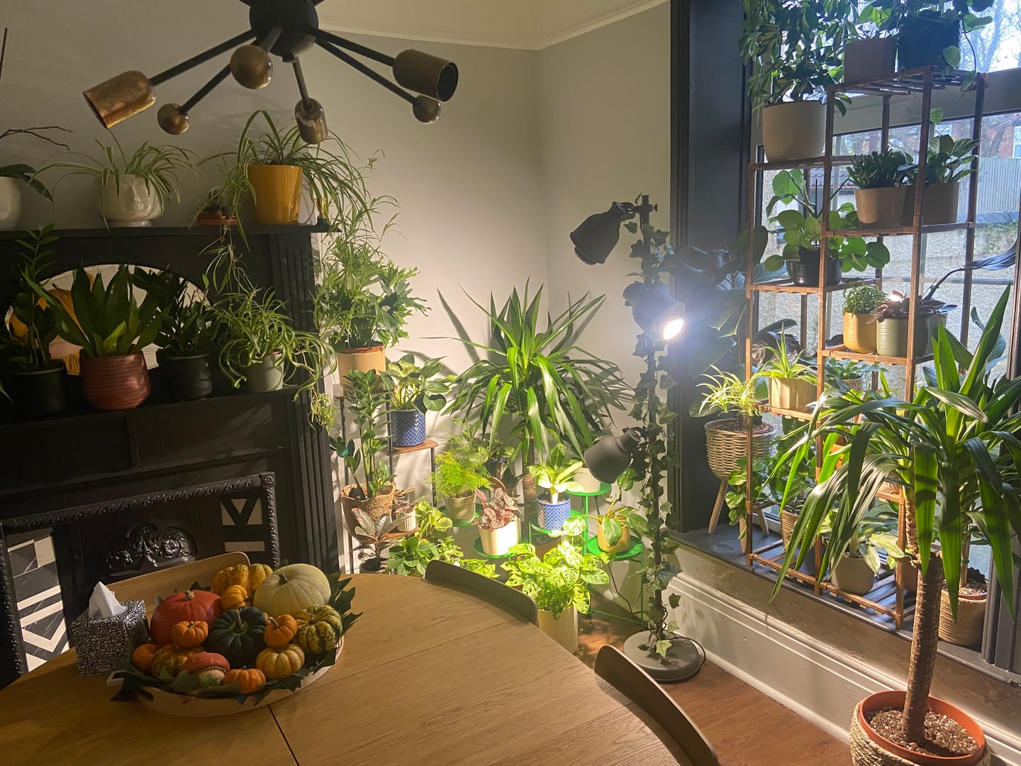 Customer photo review of Pianta Grow Light and Stelo Clip-On Bulb Holder Bundle