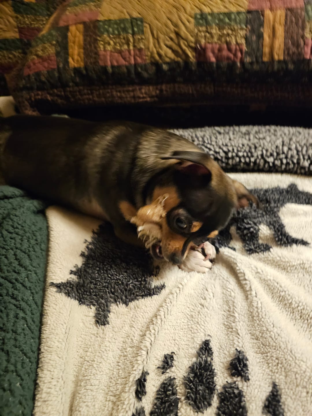 Customer photo review of Chewy Ostrich Flat Tendon: Satisfying All-Natural Chew for Dental Health & Gentle Digestion