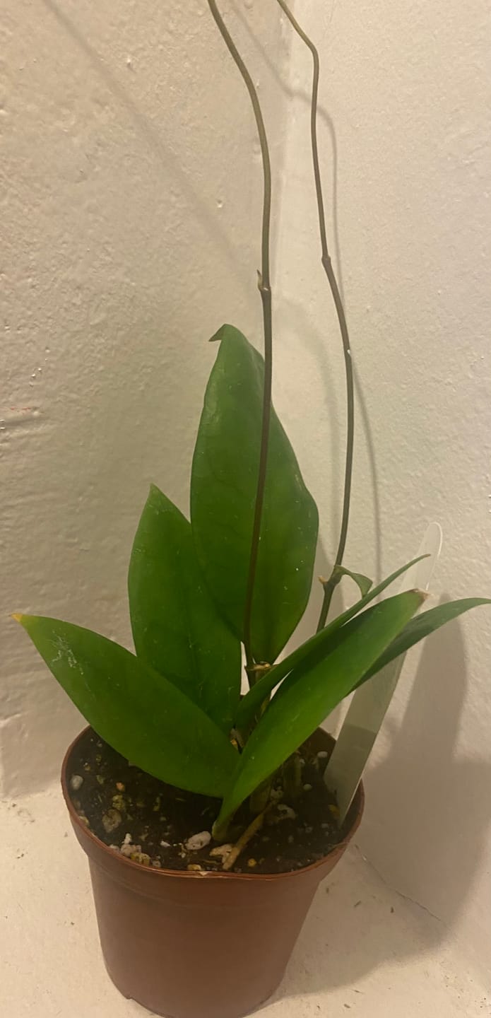 Customer photo review of Hoya sp. 'Sabah Beauty'