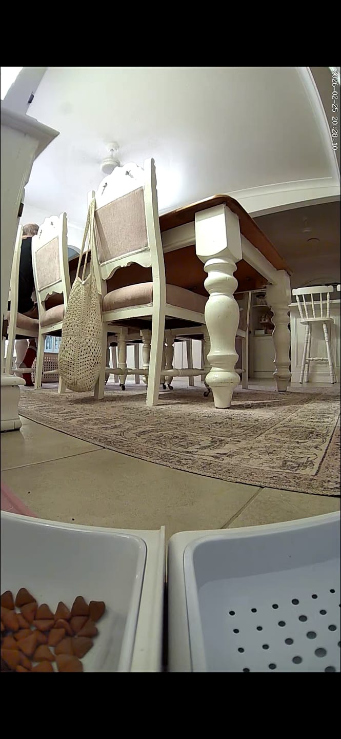 Customer photo review of Automatic Pet Feeder 2-in-1