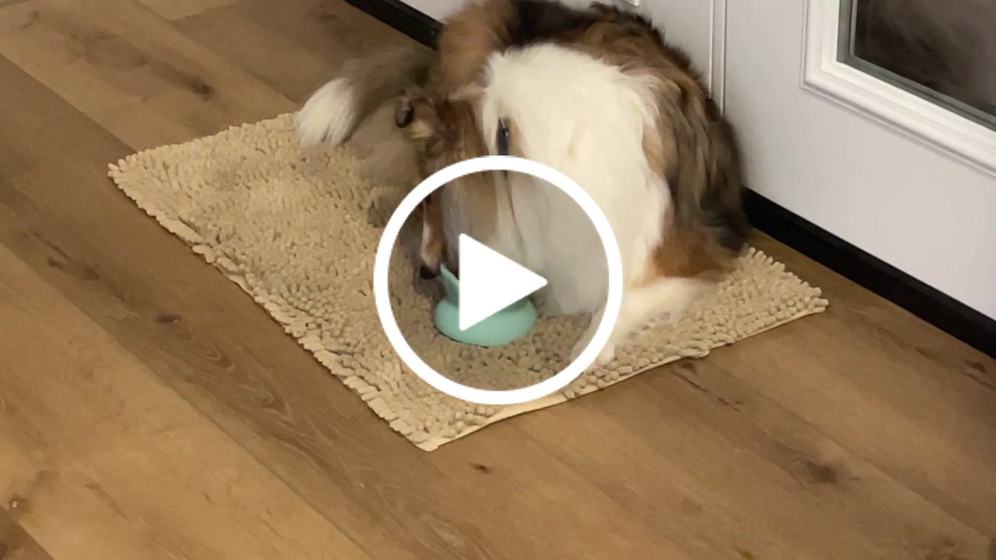 Customer video review of Freezflower Cup -  Frozen Treat Cup for Calm, Happy Dogs