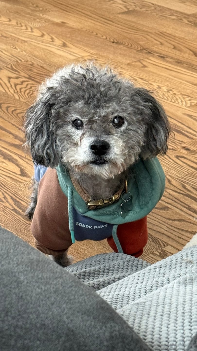 Customer photo review of Alpine Dog Hoodie