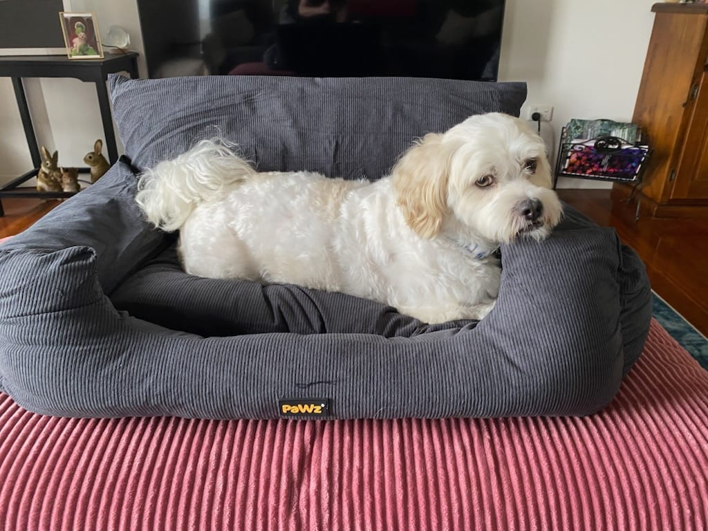 Customer photo review of Dog Car Booster Seat