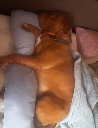 Customer photo review of Full Body Pillow