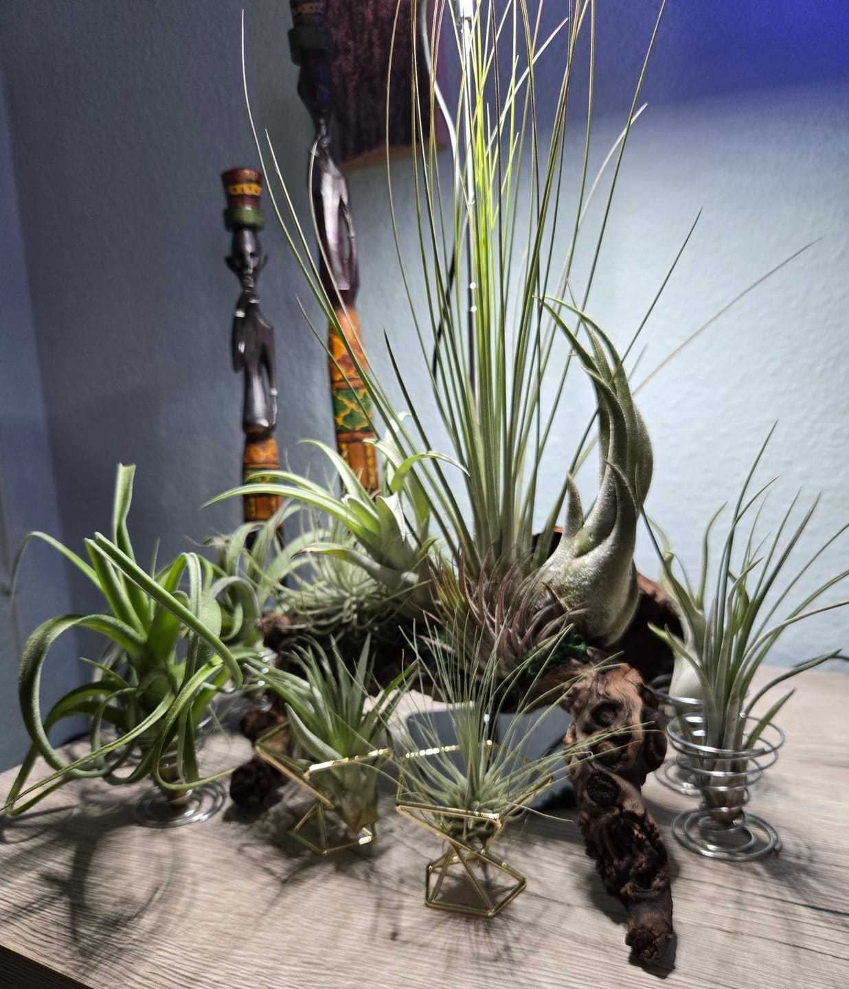 Customer photo review of Tillandsia andreana