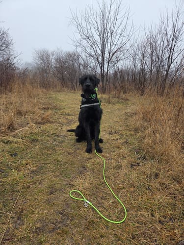 Customer photo review of 2" Tactik Dog Collar - Black