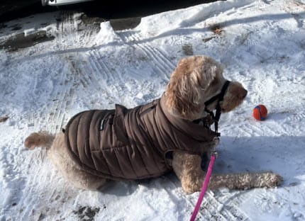 Customer photo review of WarmShield Water-Resistant Jackets
