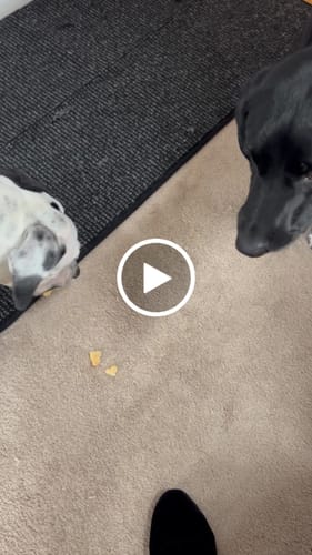 Customer video review of Gift Bundle: 2 Large Yak Chews and a 6" Hickory Smoked Bully Stick