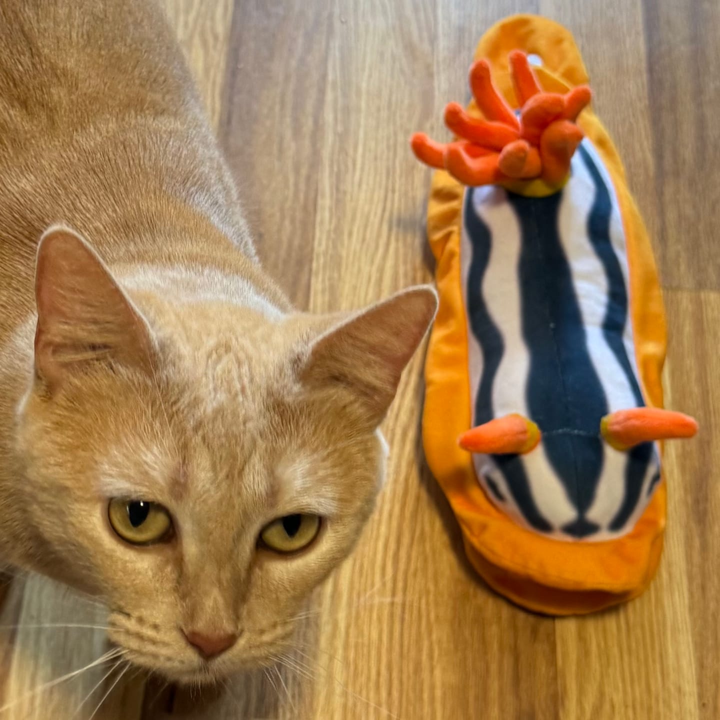 Customer photo review of Specimen 2 - Magnificent Sea Slug Plush
