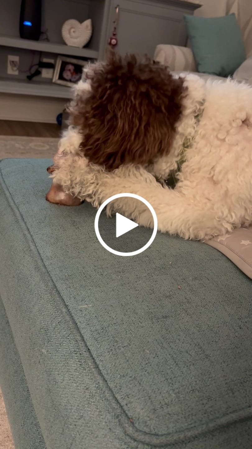Customer video review of Ostrich Knuckle (Medium – 4" x 3"): The Perfect Chew for Small to Medium Dogs & Sensitive Stomachs
