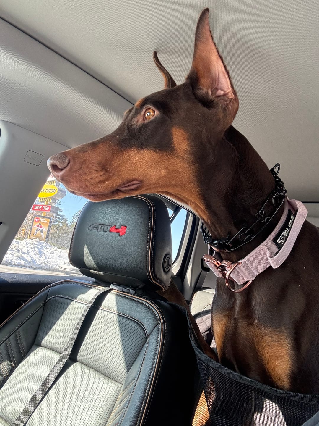 Customer photo review of 1.5" Tacti Dog Collar Slim Luxe - Rose Gold - Sofia