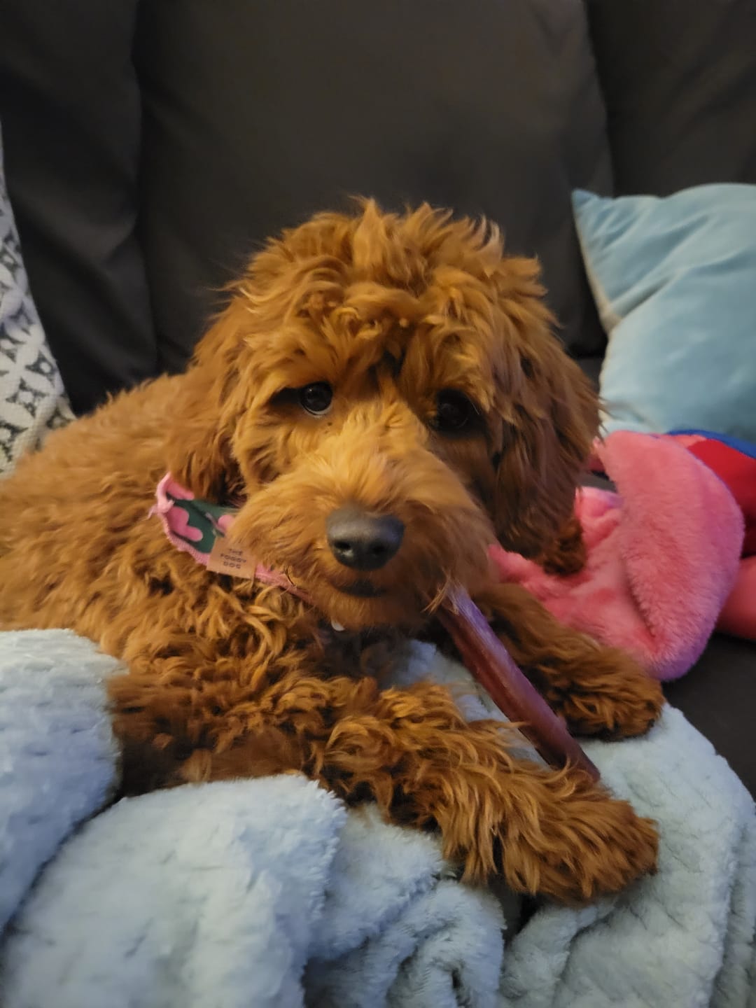 Customer photo review of 6 Inch Standard Bully Sticks