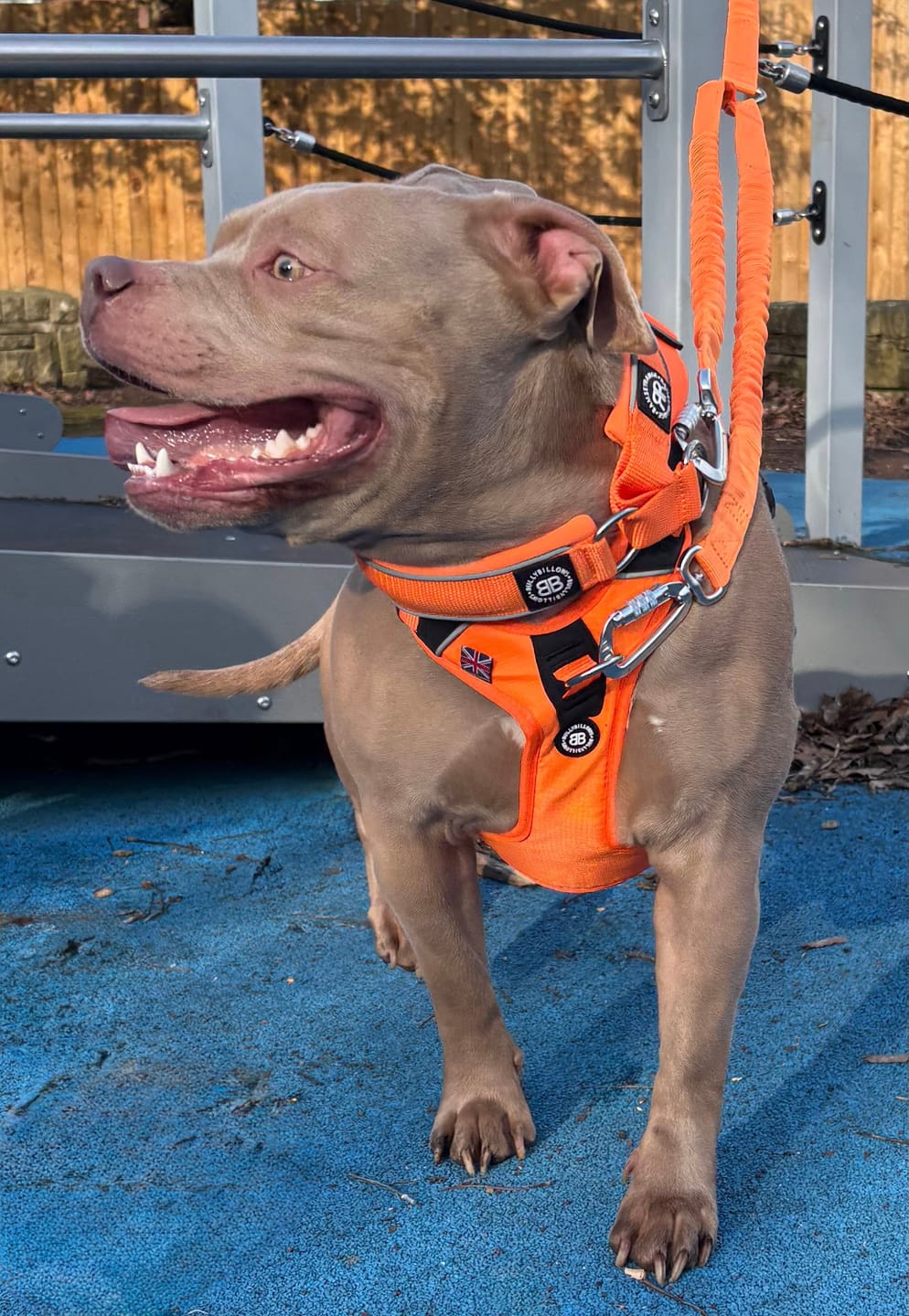 Customer photo review of Anti Pull Hurricane Harness Lighter | With Handle - Orange