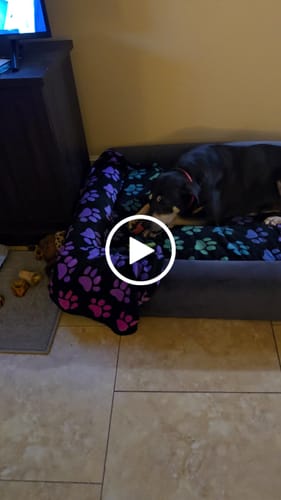 Customer video review of Strawberry Yak Chews