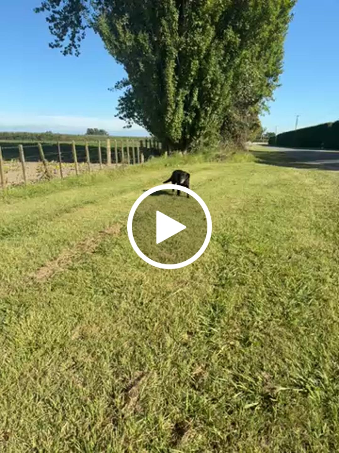 Customer video review of Green Lipped Mussel for Dogs & Cats
