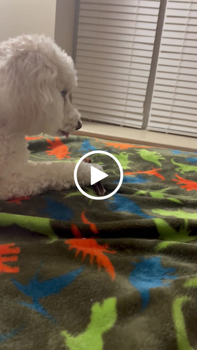 Customer video review of Beef Gullet Jerky Sticks 6"