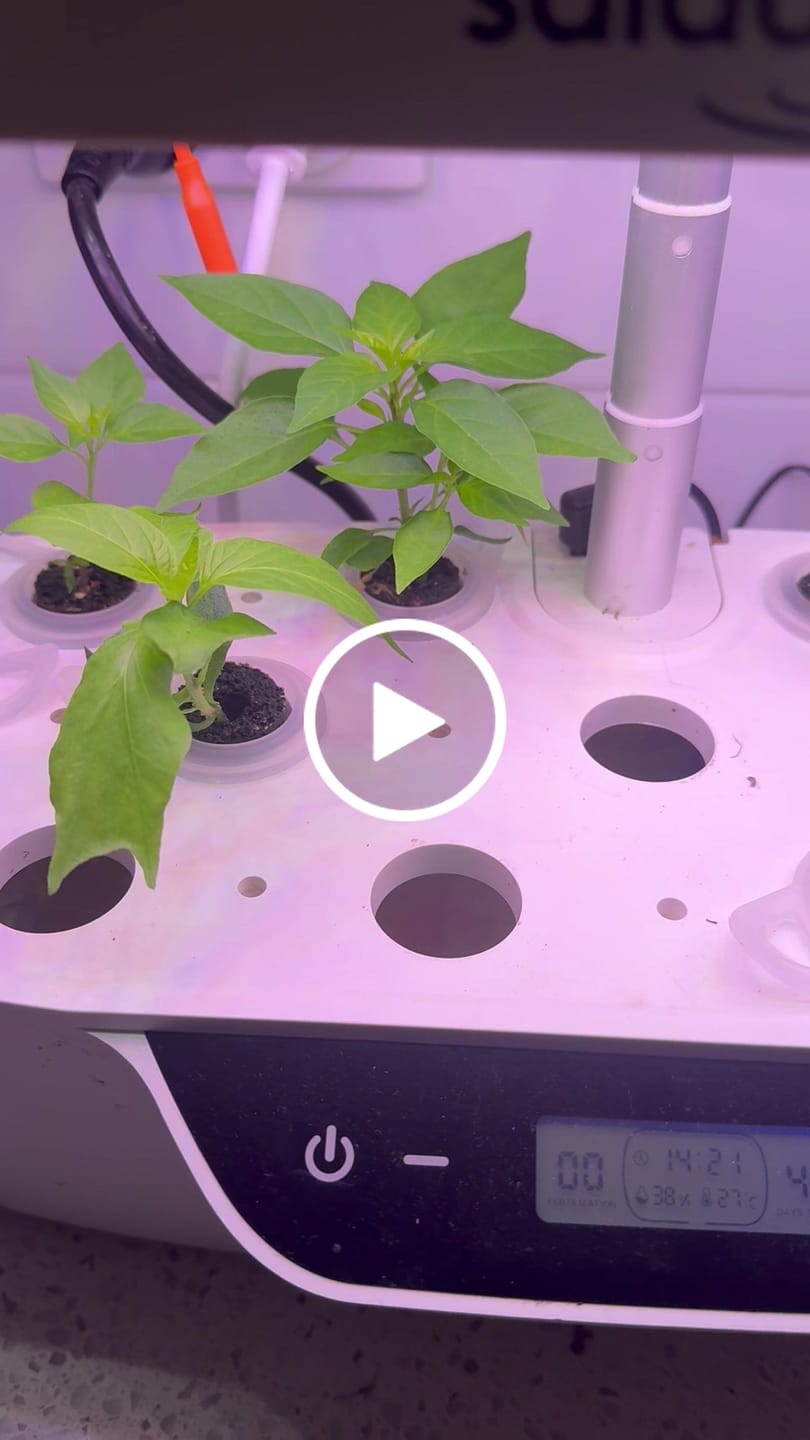 Customer video review of 210 Premium Rockwool Grow Cubes