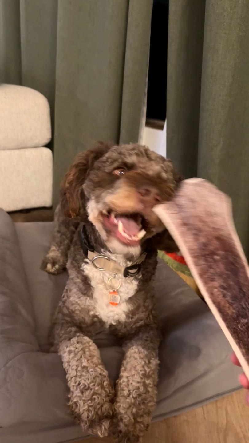 Customer photo review of Extra Large Elk Chew