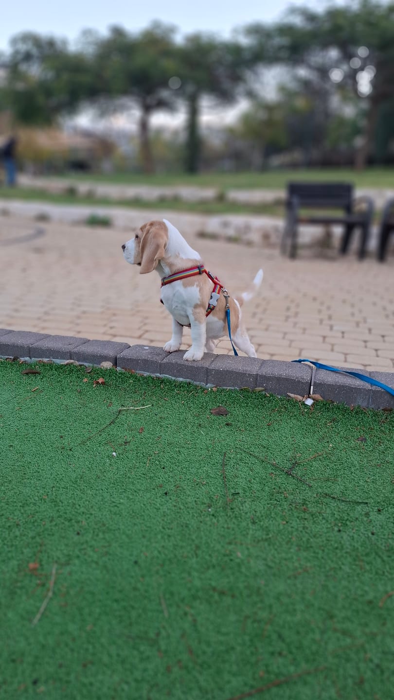 Customer photo review of רתמת SafeWalk® No-Pull – מומלצת על ידי מאלפים למניעת משיכות ורוגע בכל טיול