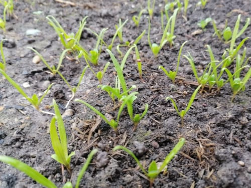 Customer photo review of Spinat ‘Winterriesen’