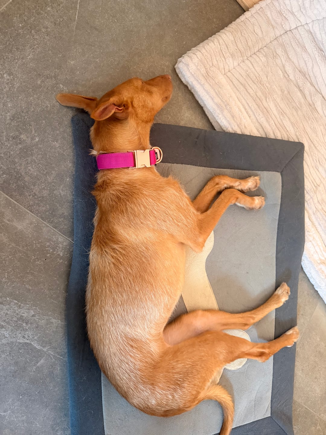 Customer photo review of Schleppleine mit Handschlaufe