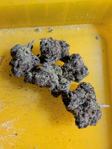 Customer photo review of Purple Trainwreck Indoor - 28 Grams - Sativa