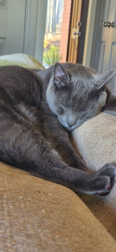 Customer photo review of Fit Litter PLUS - 3 month supply - 1 cat