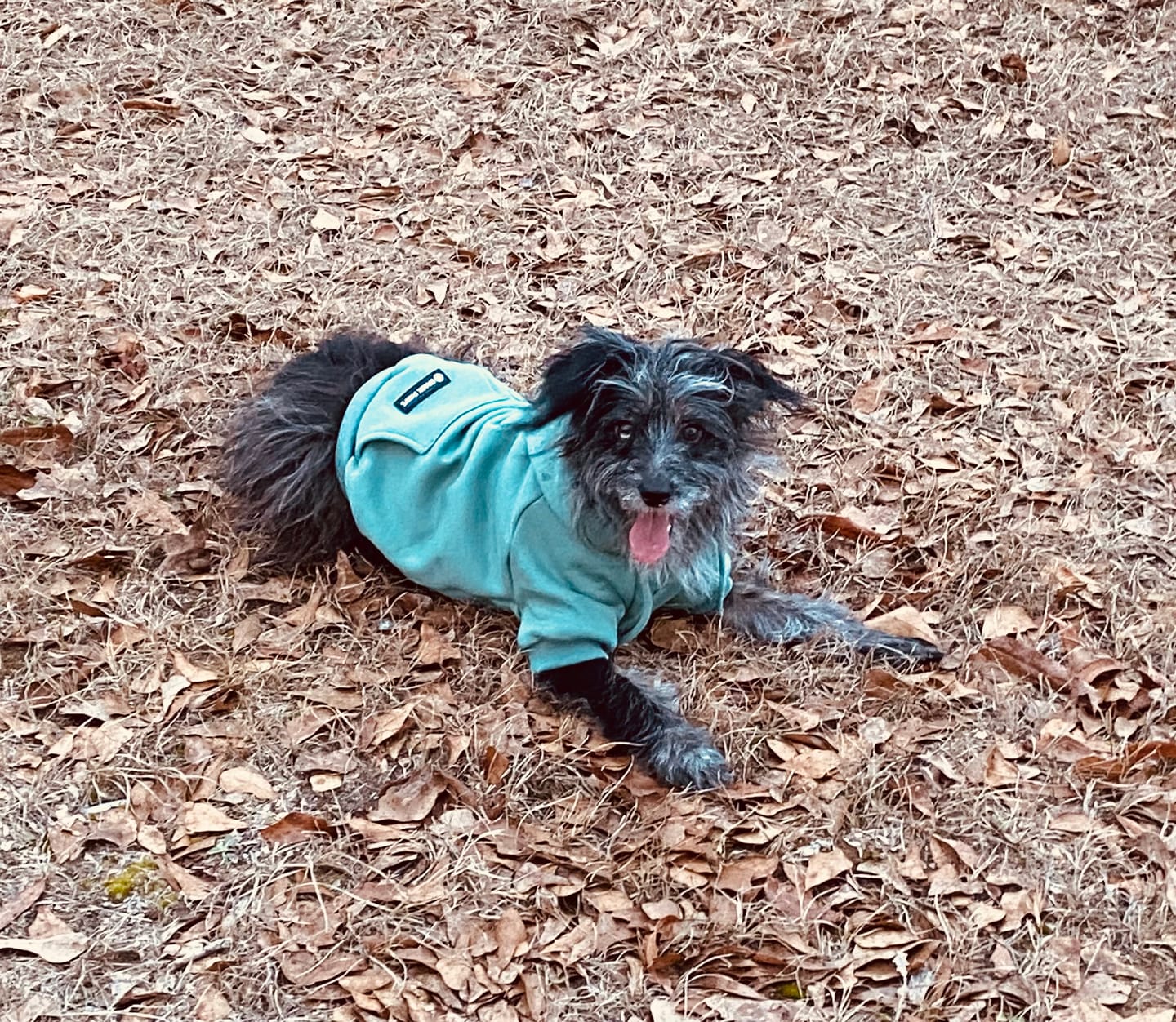 Customer photo review of Essential Dog Hoodie - Teal