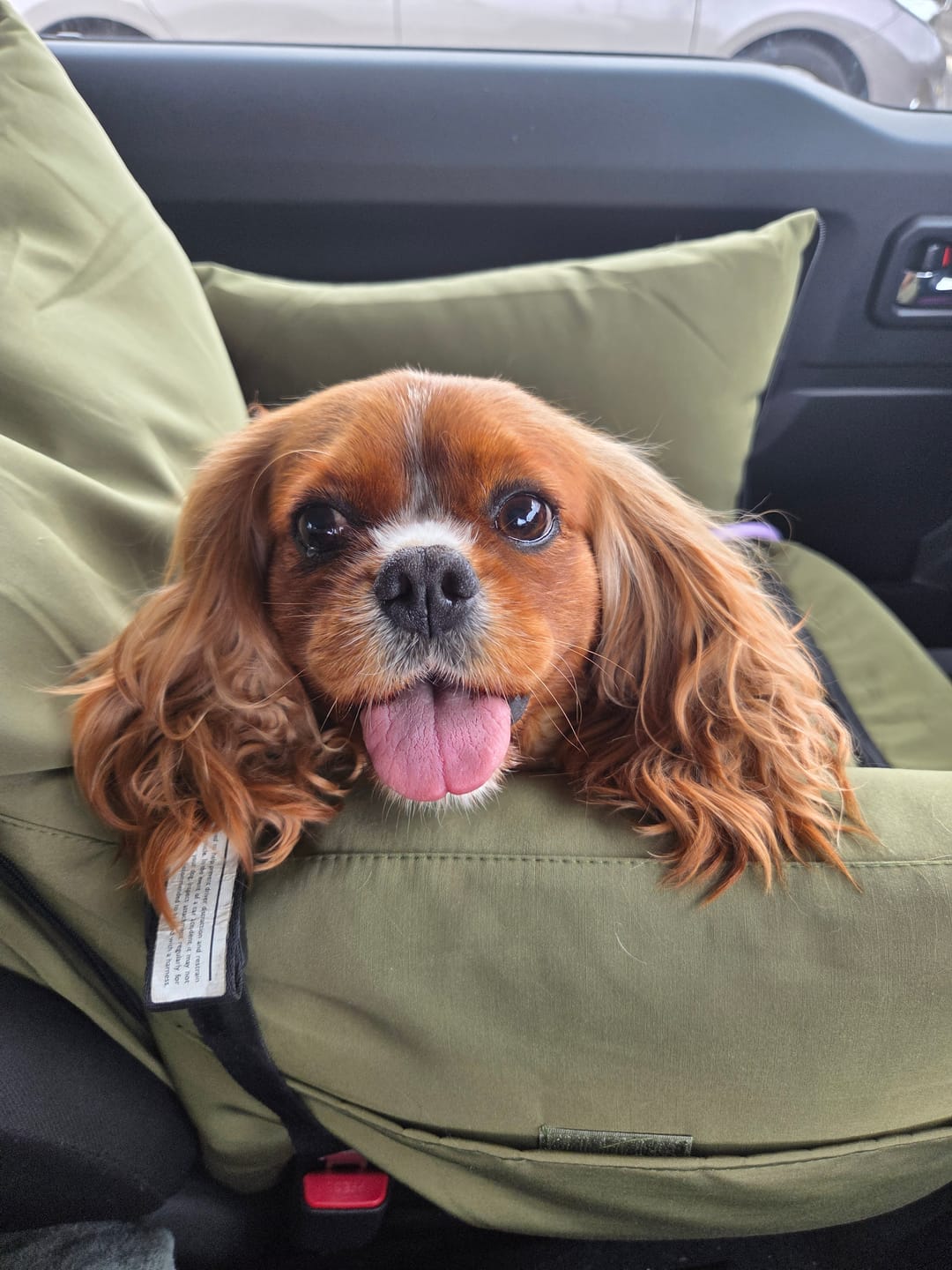 Customer photo review of Dog Car Seat Booster Belt Pet Portable Travel Bed Hand-carry Washable