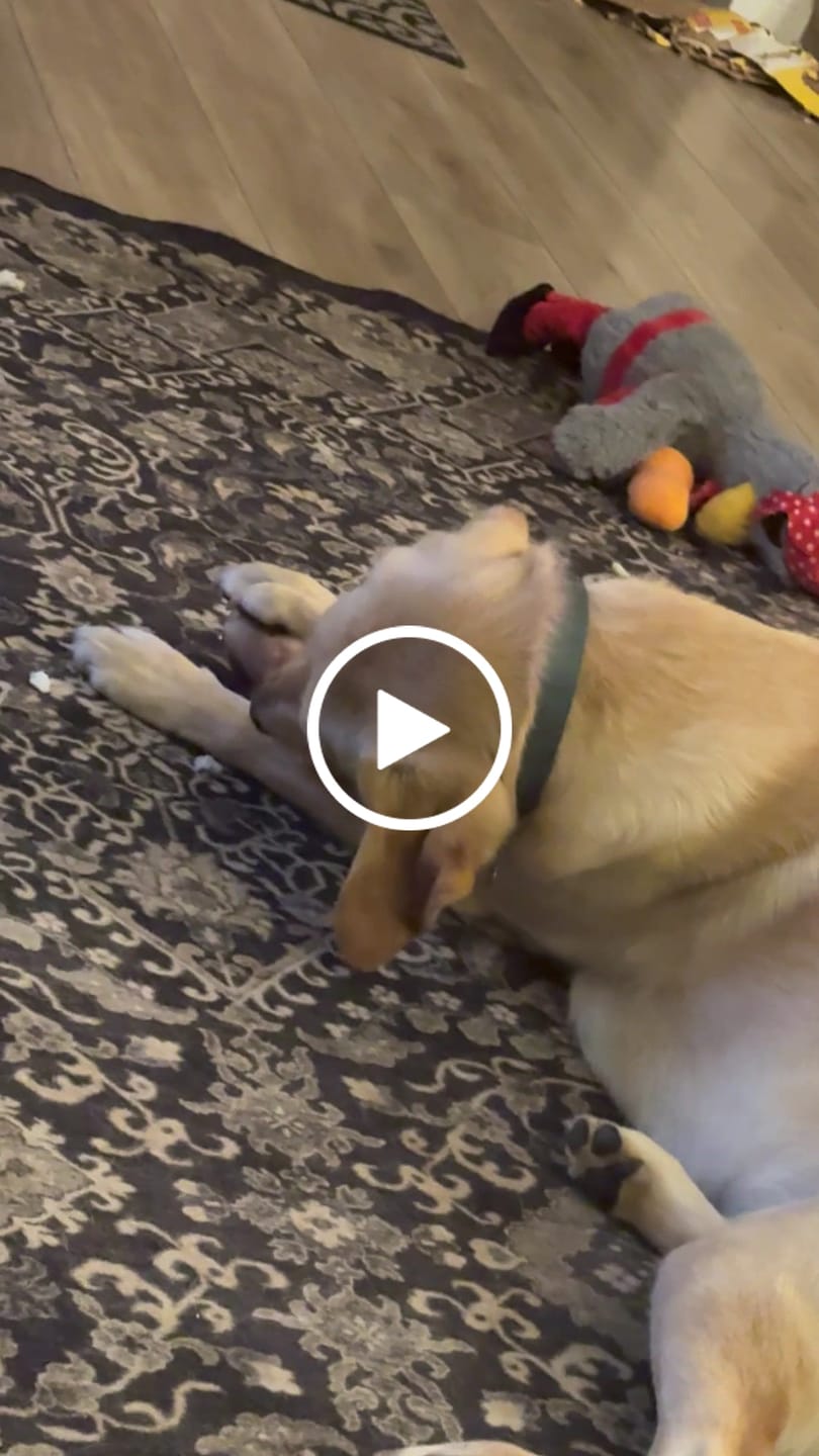 Customer video review of Pig Ears
