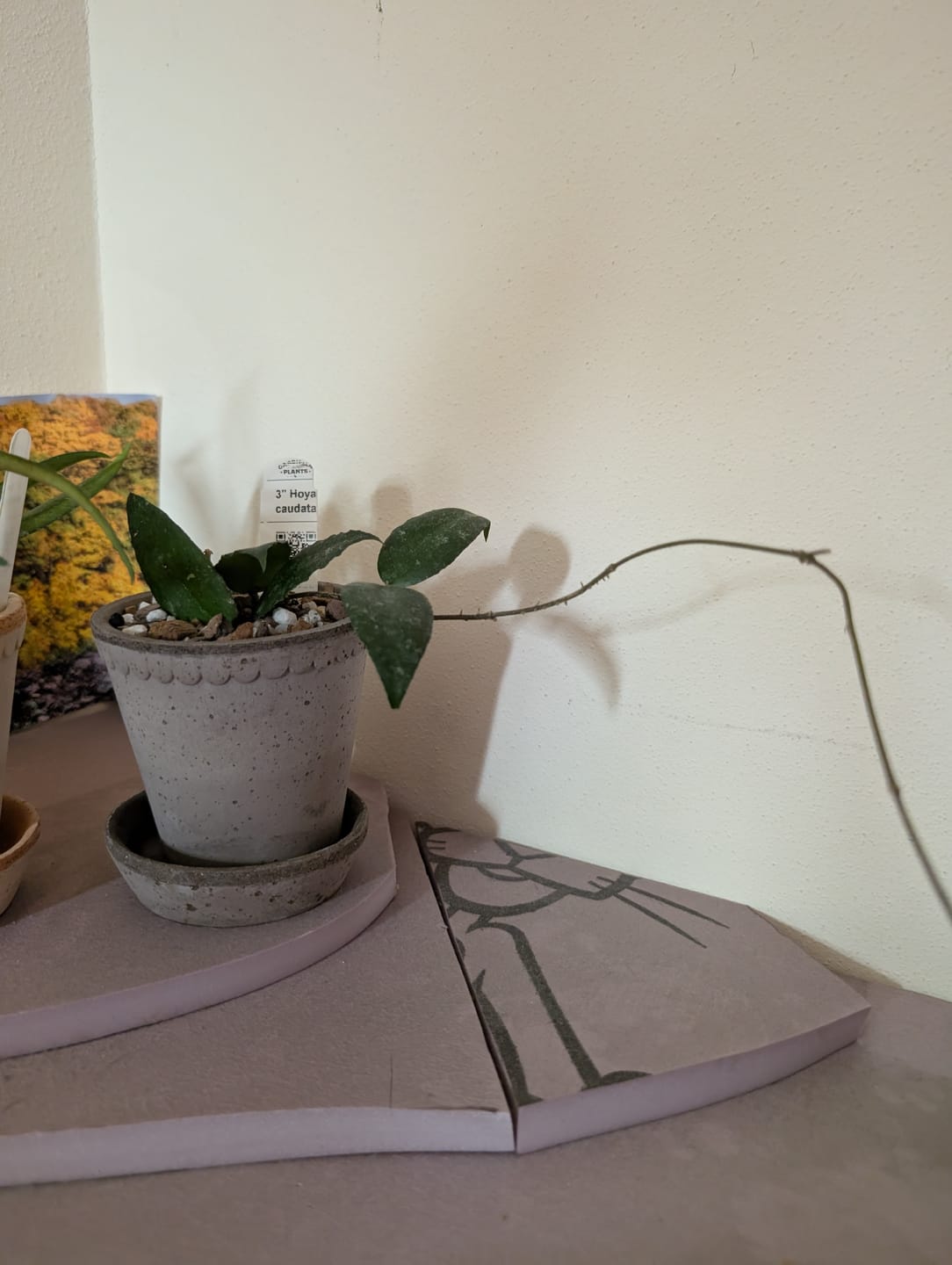 Customer photo review of Hoya caudata