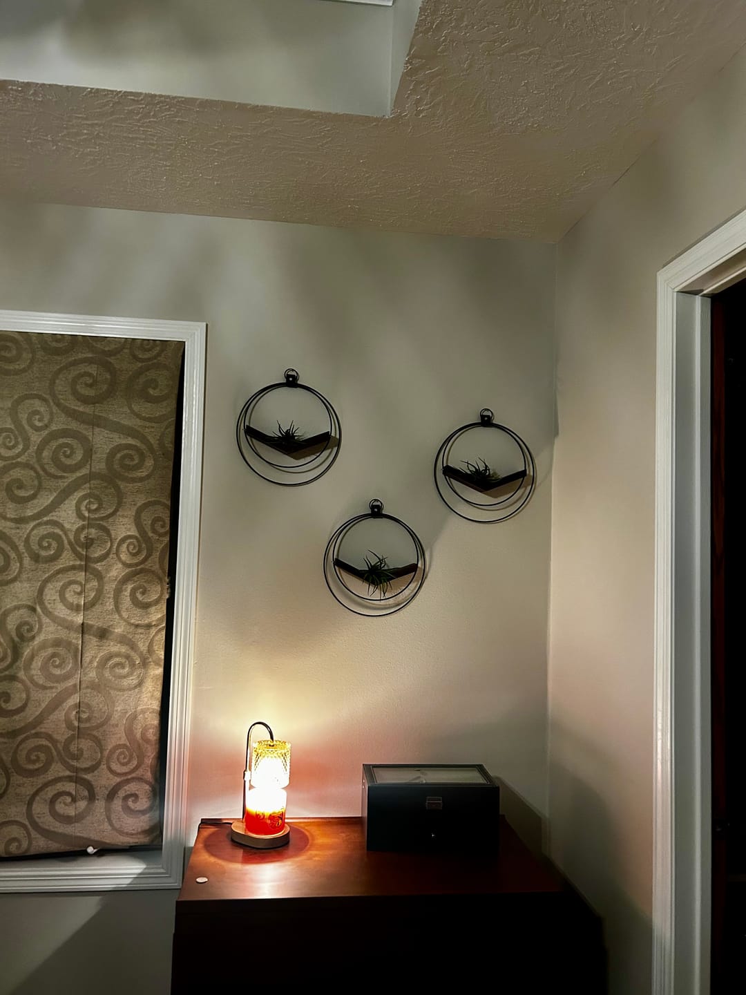 Customer photo review of Air Plant V-Hanger Trio