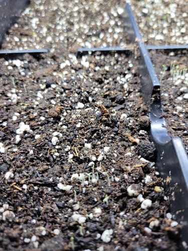 Customer photo review of PURE WORM CASTINGS