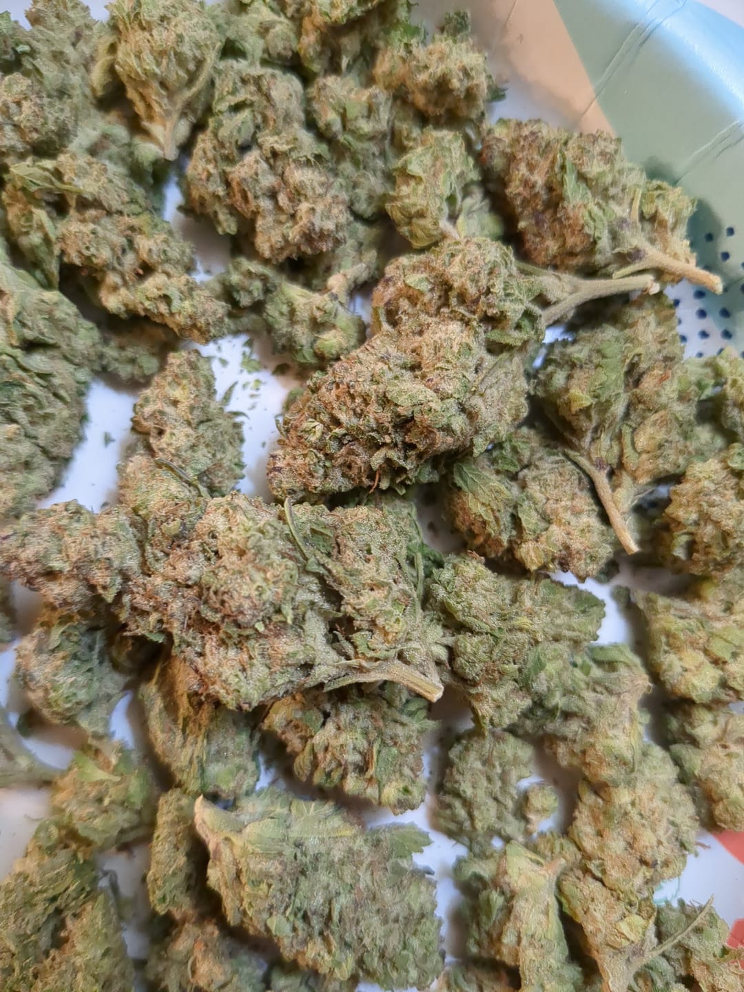 Customer photo review of Gush Mintz Light Assist THCA