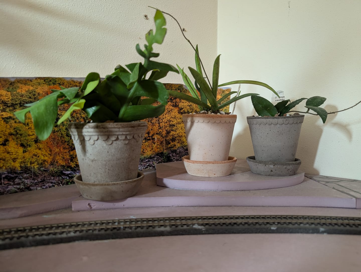 Customer photo review of Cactus Selenicereus chrysocardium "Sharktooth"