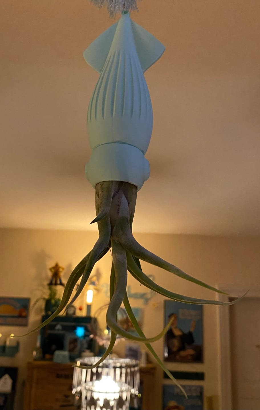 Customer photo review of Tillandsia caput medusae