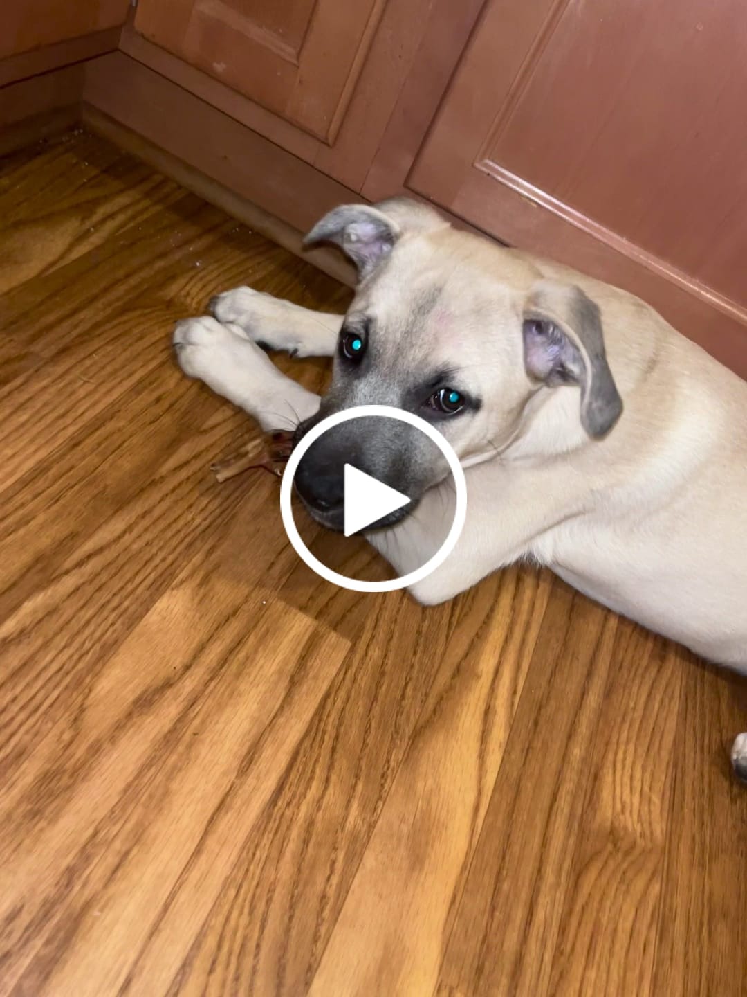 Customer video review of 1 LB Chew Pack