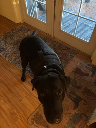 Customer photo review of No Pull Bully Proof Harness