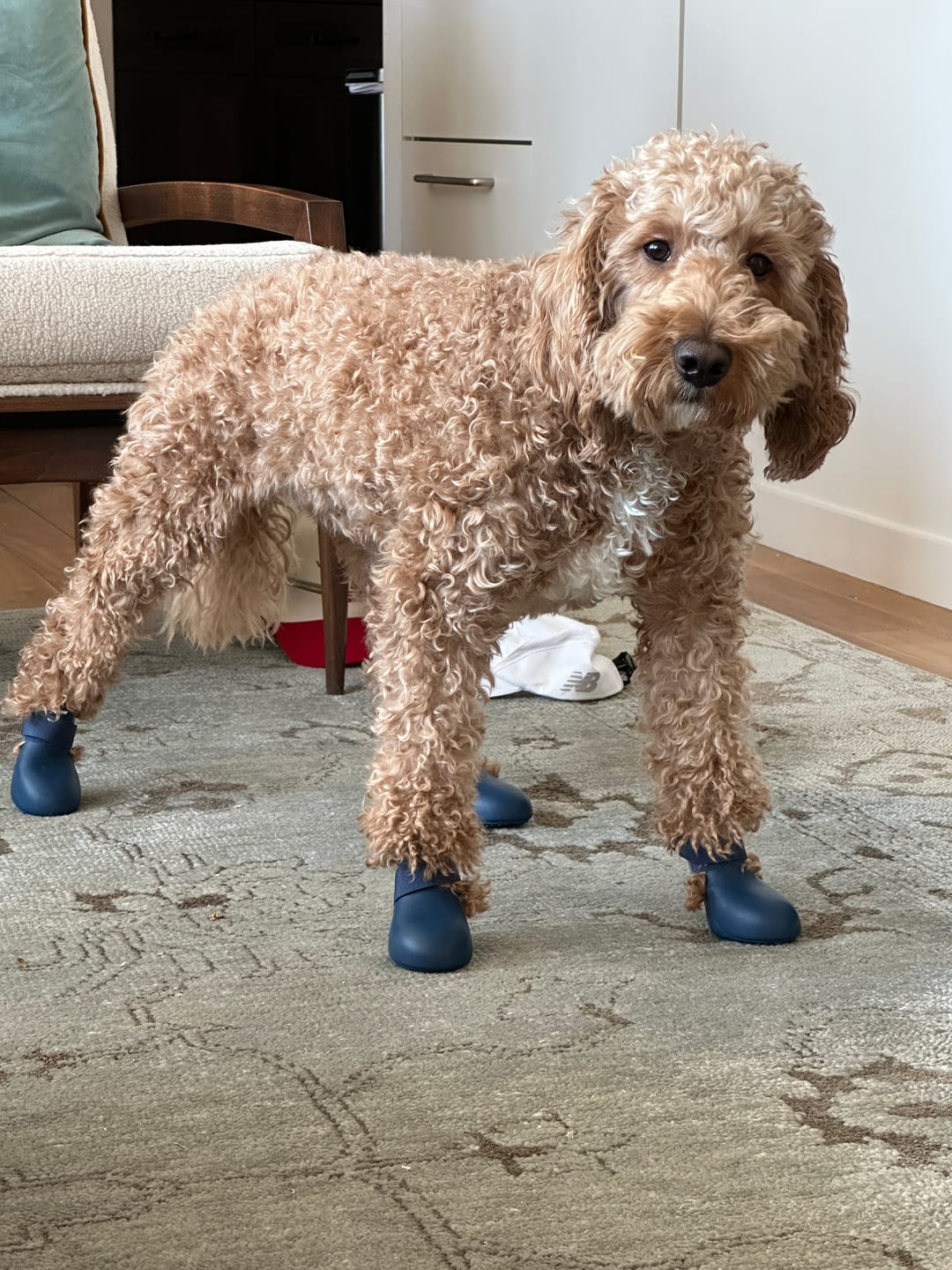 Customer photo review of WagWellies® by wagwear