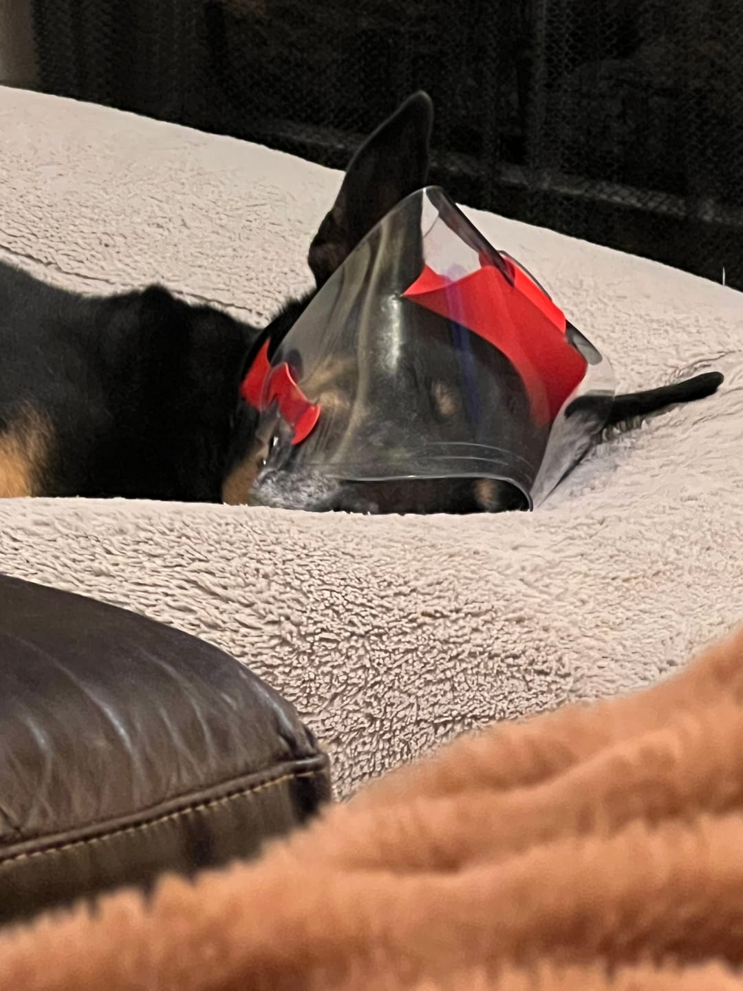 Customer photo review of OptiVizor - Regular Snout - Clear UV Tint
