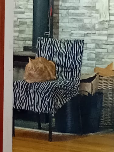 Customer photo review of Fit Litter