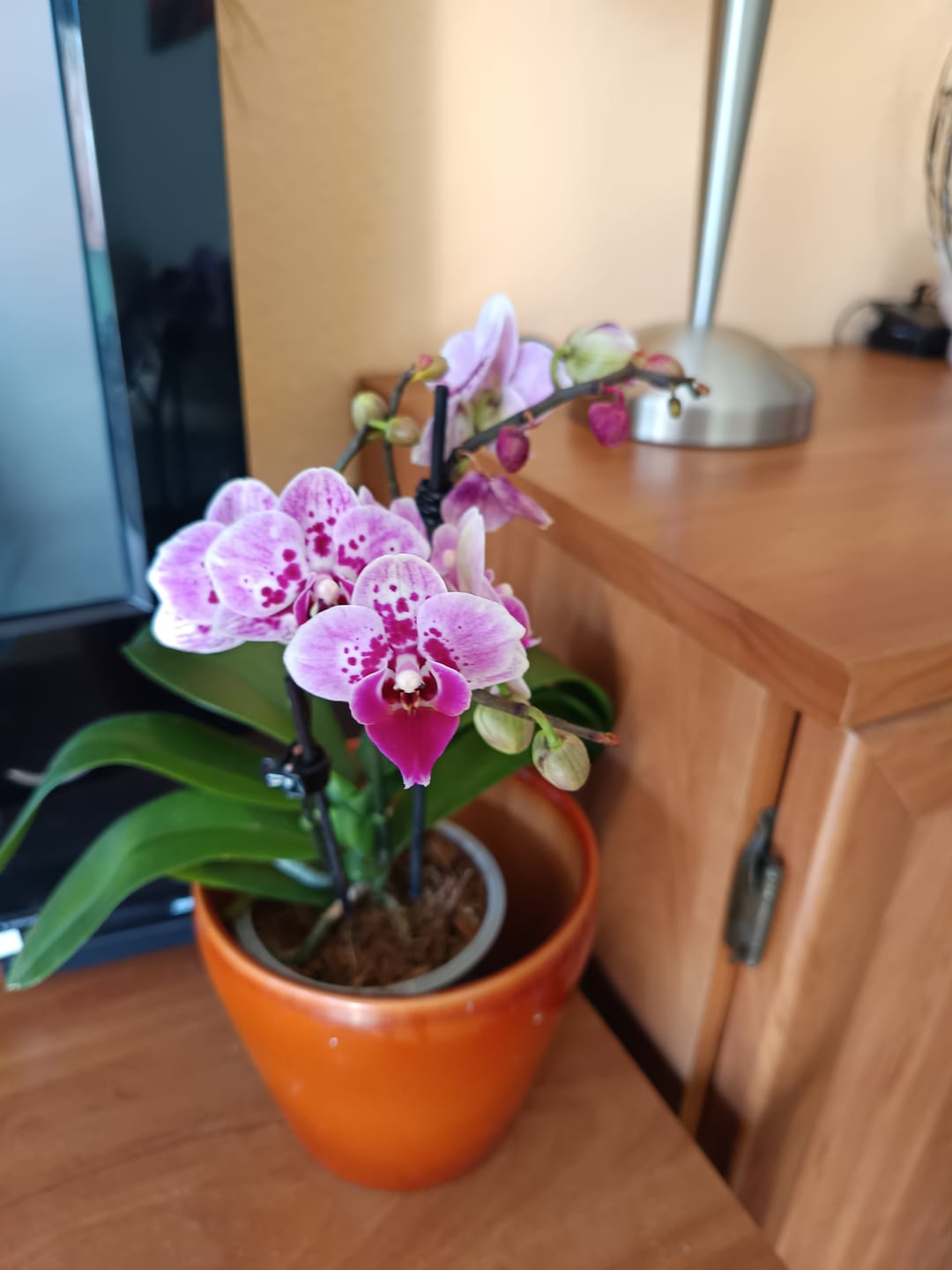 Customer photo review of Table Dance Diamond Girl mit pink getupften Blüten und 2 Rispen