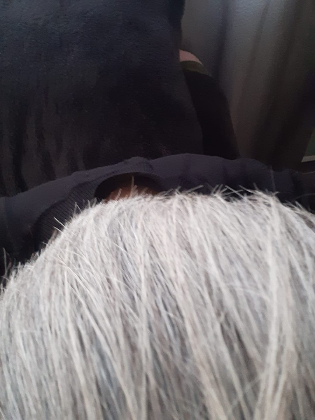 Customer photo review of Duo Platinum - Platina el cabello al instante- JEHESMIPA
