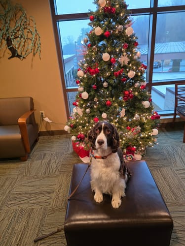 Customer photo review of Iron Paws Daily Human-Grade Superfood For Dogs