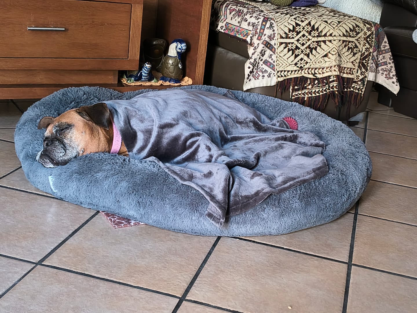Customer photo review of Manta Relajante para Mascotas